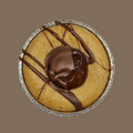 Caramel Cookie Pie Carton 30pc